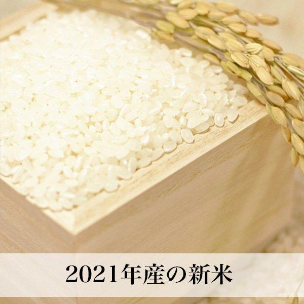 熊本キヌヒカリ 無洗米 10kg 熊本県産  令和5年産