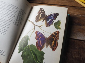 蝴蝶&毛毛蟲圖鑑