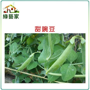 【綠藝家】E03.甜豌豆 (嫩豆)種子20克(約85顆)