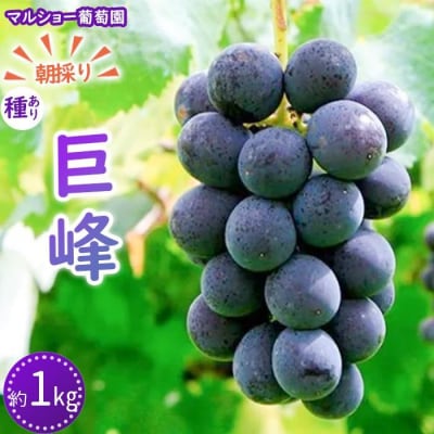 朝採り 巨峰「種あり」 約1kg