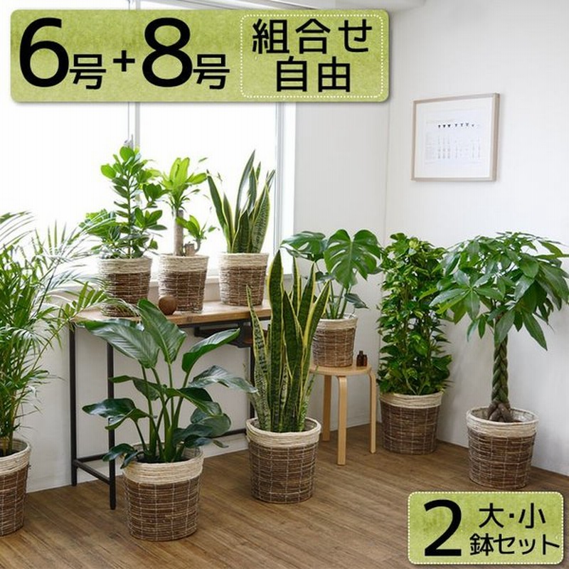 直販特注 Paypayボーナス4 観葉植物 大型 8号 6号 2鉢セット 2種類から選べる鉢カバー付き インテリア おしゃれ モンステラ ドラセナ 幸福の木 パキラ サンスベリア 売り出し特価 Wbs Rsbhayangkarapalembang Id