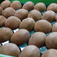 ZE6187n_和歌山県産 キウイフルーツ 3.6kg(サイズ混合)