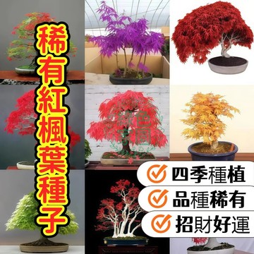現貨現發【稀有紅楓葉種子】烈焰燃燒的庭院奇景，四季變色夢幻逸品。親手種植屬於您的詩意秋色，打造絕美窗風景觀！