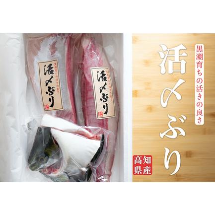 ふるさと納税 脂乗りバツグン!養殖ブリ活〆半身(1.2kg〜) 高知県大月町