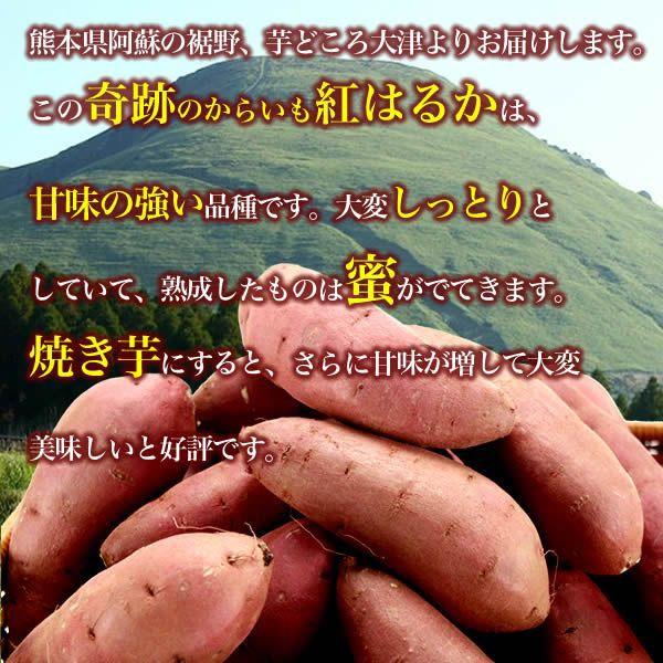 九州 ギフト 2023　ふるさと駅 奇跡のからいも 紅はるか 10kg  S〜２Lサイズ  熊本県産さつまいも  常温