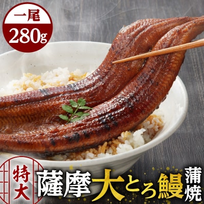 薩摩大とろ鰻蒲焼特大サイズ一尾