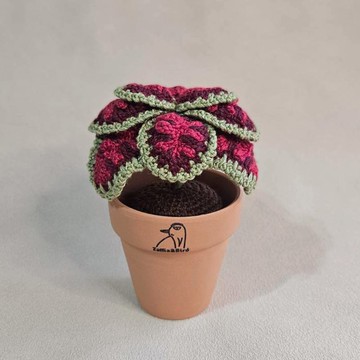 彩葉草-手作編織植物