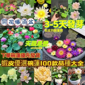 碗蓮種子 迷你蓮花 桌上型蓮花 微型荷花 盆栽水生植物 觀花植物 室內陽台 療癒小盆栽 開花植物 種子栽培 DIY種植