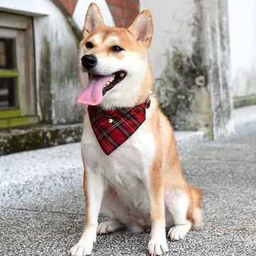 寵物經典紅領巾-不含項圈、牽繩【ZAZAZOO】