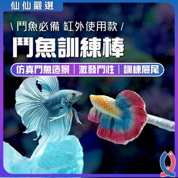 鬥魚訓練棒 鬥魚棒 展鰭 鬥魚互動 鬥性培養 鬥魚工具 魚缸裝飾 雷龍魚 訓練 短鯛 羅漢魚 展尾 顯色 鬥魚配件 互動