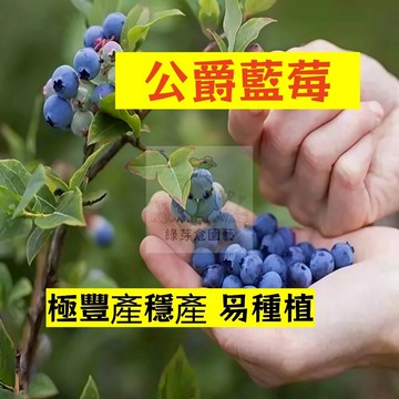 🌱早熟高產 公爵藍莓種子LM-3 進口品種 酸甜可口 極豐產穩產 易生長  高產 抗病抗旱易種植 高產 盆栽樹株水果種子