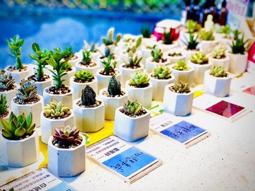 【聖誕禮物首選限定】熱銷全台首創擴香石多肉植物