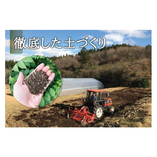 ふるさと納税 宮城県 角田市 [宮城県角田市産]産地直送 朝採れ山菜　タラの芽　500g