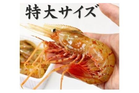 超特大ボタンエビ1kg　お刺身OK！獲れたて急速冷凍