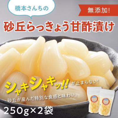 ふるさと納税 鳥取市 橋本さんちの砂丘らっきょう甘酢漬け 500g