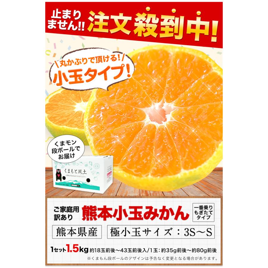 小玉 みかん 訳あり ご家庭用 送料無料 1.5kg 小粒 ミカン 柑橘 熊本 極早生 3s-sサイズ 家庭用 12月上旬〜12月下旬頃より発送予定