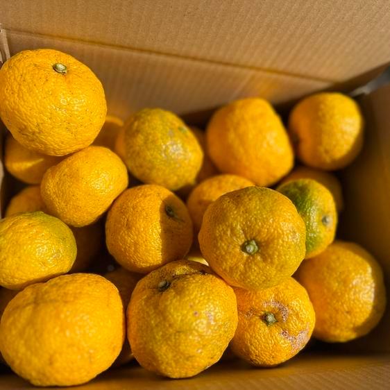 果物 香酸柑橘(ライム・レモン等) 爽やかな香り 柚子2.5kg 無農薬 産地直送