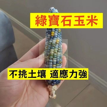 🌱早熟高產 綠寶石玉米種子YM-16 不挑土壤 適應力強 生長勢快 番麥 玉蜀黍 包穀 易種植 高產陽台盆栽蔬菜種籽