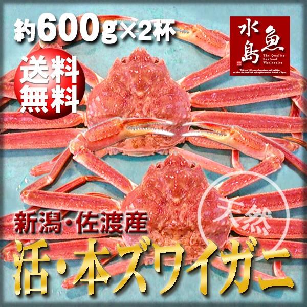 活ズワイガニ姿 新潟・佐渡産「活 本ズワイガニ」（生 本ずわい蟹）大600g以上 2杯 送料無料