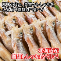 1316. ししゃも 雌雄 食べ比べ セット 40尾 シシャモ 海鮮 魚介 送料無料 北海道 弟子屈町