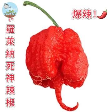 🔥【世界最辣】卡羅萊納死神辣椒種子 極限挑戰級 百萬斯科維爾 盆栽可種 辛香料DIY 釣魚添加 驅蟲植物