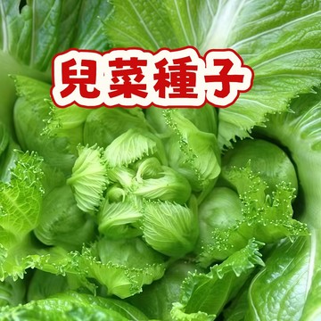 次日達-（兒菜種子）早熟抱子脆嫩胖兒子 當季新籽  發芽率高 營養豐富 生長旺盛 新手易種植 陽台庭院盆栽種子