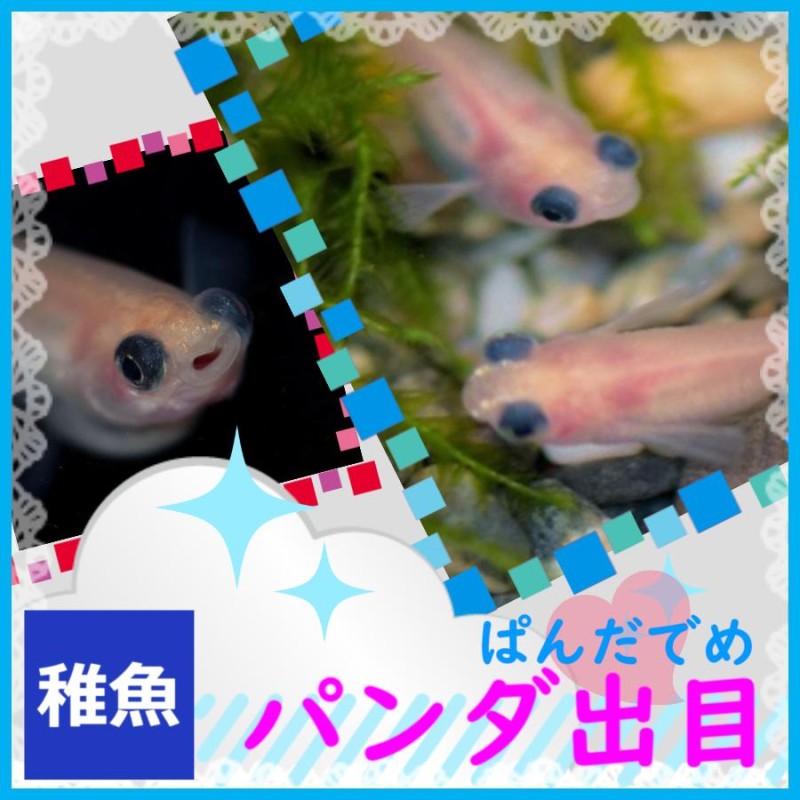 メダカ パンダ出目めだか 稚魚10匹 パンダメダカ | LINEブランドカタログ