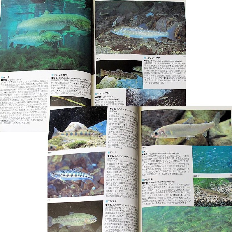 川魚完全飼育ガイド ―日本産淡水魚の魅力満載 | LINEショッピング