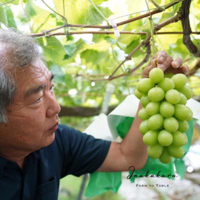 ふるさと納税 笛吹市  Inakakara 大粒シャインマスカット一房