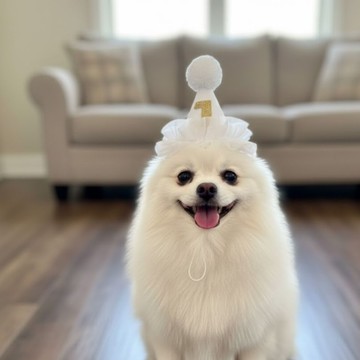 🐾  寵物生日帽 🐕‍🦺  隔日到貨現貨 🐈‍⬛ 蕾絲邊圓點生日帽 寵物生日 寵物派對帽 寵物生日帽 貓咪生日 狗狗生日