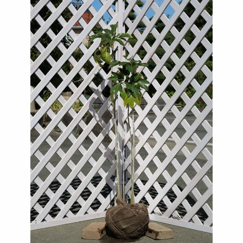 優良株。カクレミノ株立ち1.8M(鉢底から)品番B 楽天市場】カクレミノ 株