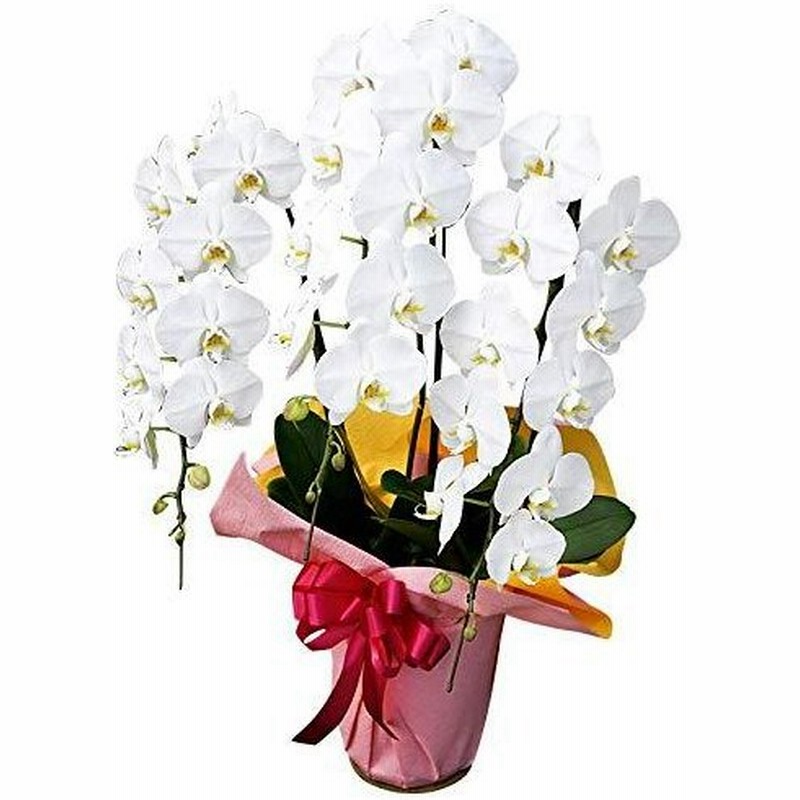 開店祝い 花 胡蝶蘭 リーズナブルなのに豪華 期日指定可能商品 通販 Lineポイント最大get Lineショッピング