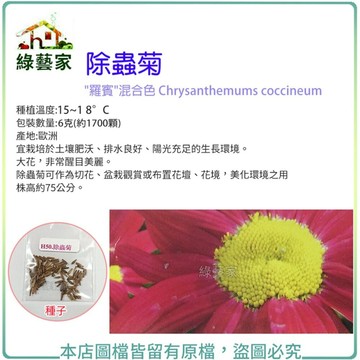 【綠藝家】大包裝H50.除蟲菊種子6克(約1700顆)(宜栽培於土壤肥沃、排水良好、陽光充足的生長環境。花