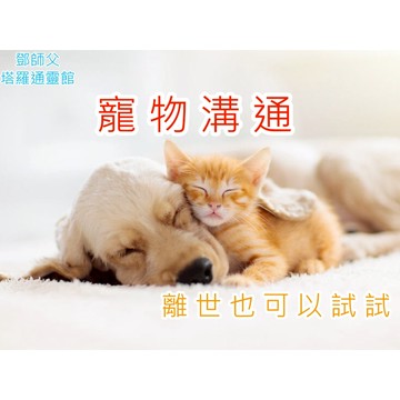 街口支付區-寵物溝通-離世也可以｜貓｜狗｜貓咪｜小狗｜犬｜任何動物都可以｜行為諮詢/飼養知識