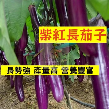 🌱高產早熟（紫紅長茄子種子） 高水分 低熱量 易種植 營養豐富 抗病 高產 種子 農家庭院種植 蔬菜種子#果菜類