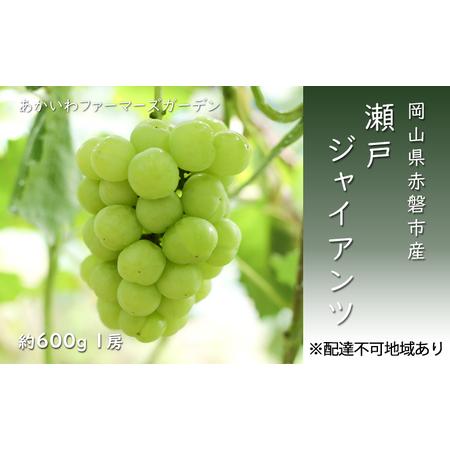 ふるさと納税 ぶどう 2024年 先行予約 瀬戸ジャイアンツ 約600g 1房 葡萄 岡山県 赤磐市産 フルーツ 果物 あかいわファーマーズガーデン 岡山県赤磐市