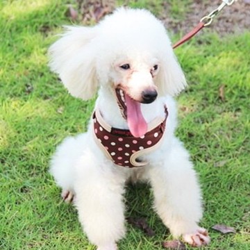 現貨+預購 狗牽繩 寵物胸背帶拉繩-耐用馬夾式透氣小型犬適用 寵物用品9色72ao3【獨家進口】【米蘭精品】