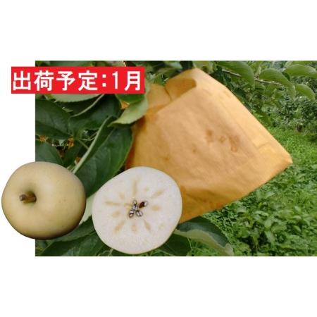 ふるさと納税 1月 小玉・大江はるか約3kg（有袋栽培） 山形県大江町