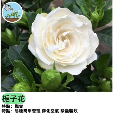 梔子花種子 台灣現貨 濃香型庭院花卉 香水梔子 重瓣黃梔花 室內陽台盆栽 易開花 清新空氣 芳香植物  四季可種