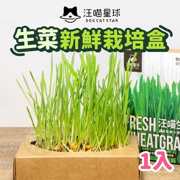 【小狐狸寵物】生菜新鮮栽培盒 汪喵星球 貓零食 貓草種植 貓草培養 貓點心 小麥草 貓生菜 天然排毛草