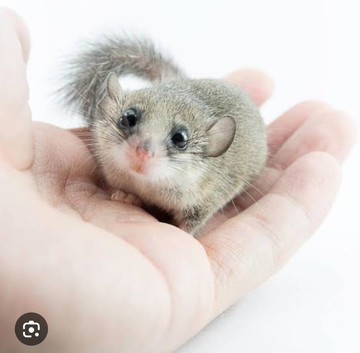 咕布的12 cm玻璃罩塑料花擺設