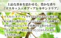 マスカット・オブ・アレキサンドリア 約600g×1房 ぶどう 葡萄 岡山県産 2023年9月上旬～9月下旬発送分