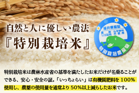 《定期便12回》特別栽培米 いっちょらい 精米 5kg（計60kg）／ 福井県産 ブランド米 コシヒカリ ご飯 白米 新鮮 大賞 受賞 新米