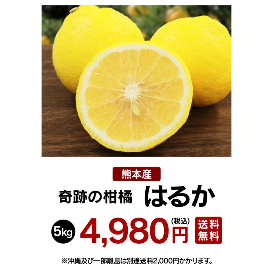 みかん はるか 5kg 送料無料 柑橘 農家直送 産地直送 日向夏 ＜2024年1月中旬より順次出荷＞ フルーツ 果物