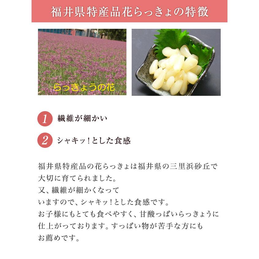 グルメ　福井県産花らっきょ（甘口）60ｇ×10個　お取り寄せ グルメ