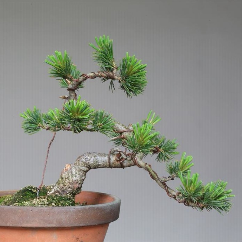 【大品 五葉松盆栽】真柏　　　　⭕吾妻五葉 (短葉)抜群❗ 盆栽 吾妻五葉松『大巓性』小品盆栽 【泰寿園 Online】 | LINE
