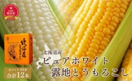 北海道産ピュアホワイト・露地とうもろこし　計12本 2024年8月下旬から発送開始予定