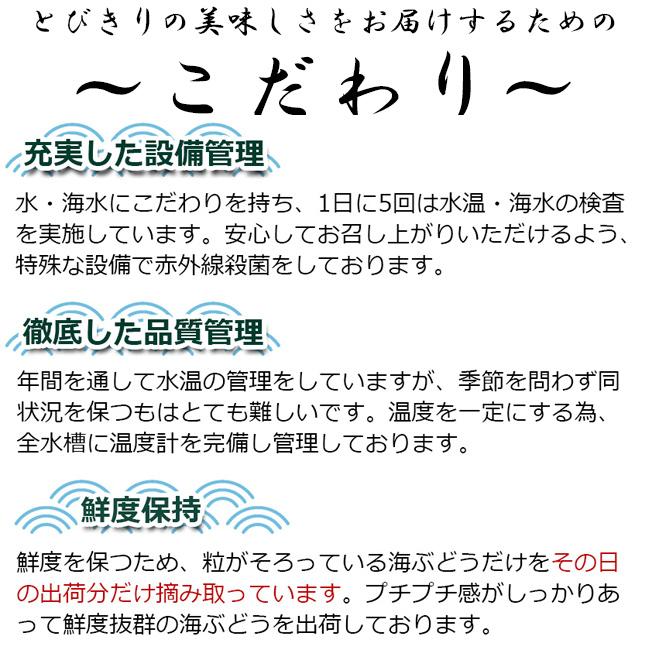 海ぶどう80g入り　美らぶどう　沖縄県産　生ぶどう　大粒　常温　冷蔵庫保管不可　産直商品　同梱不可　キャンセル不可