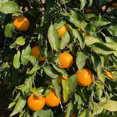 ふるさと納税 湯浅町 蜂久農園の美味しい　蜂久清見オレンジ　約10kg