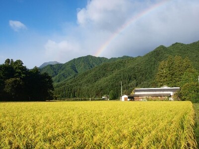 自然栽培　天日干し　亀の尾　玄米3kg